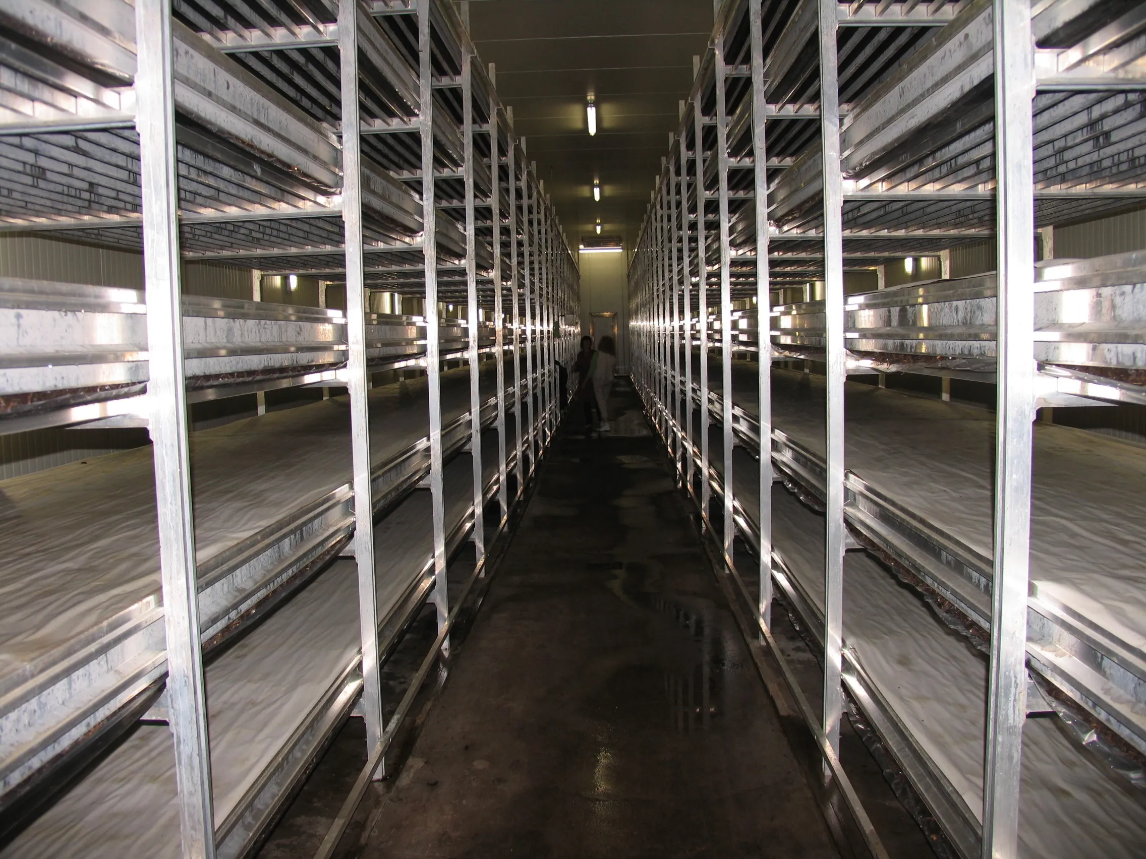Aluminium growing shelves overview in production facility