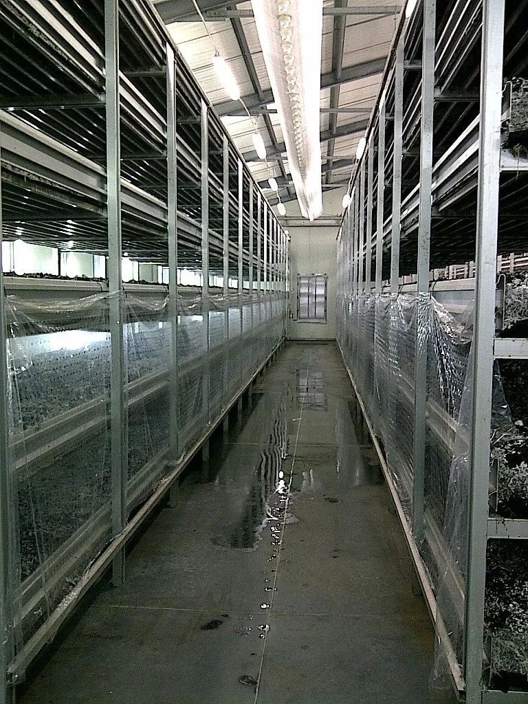 Aluminium shelving in Sadaf grow rooms — portrait view