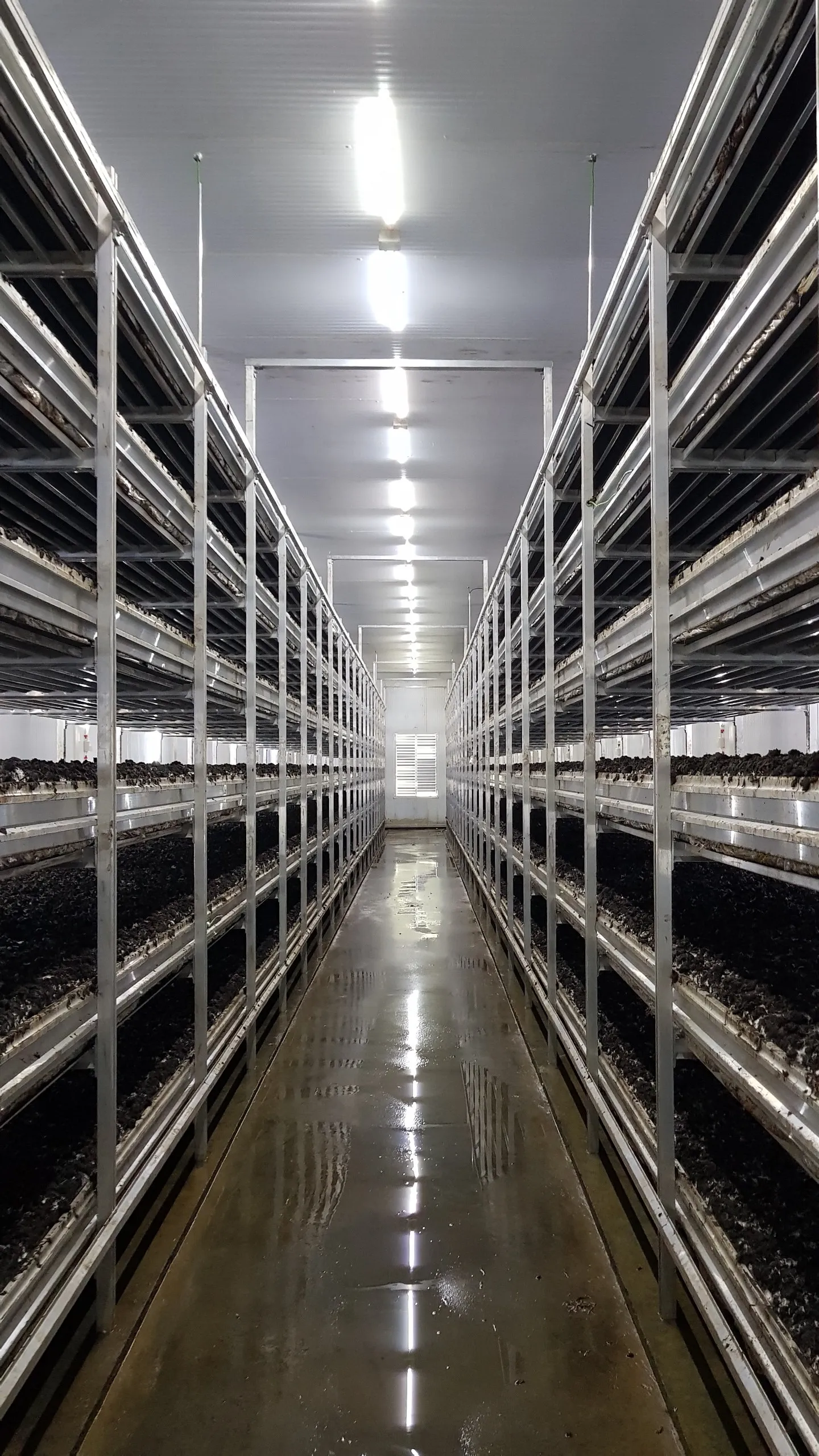 Aluminium shelving in Sadaf grow rooms — portrait view