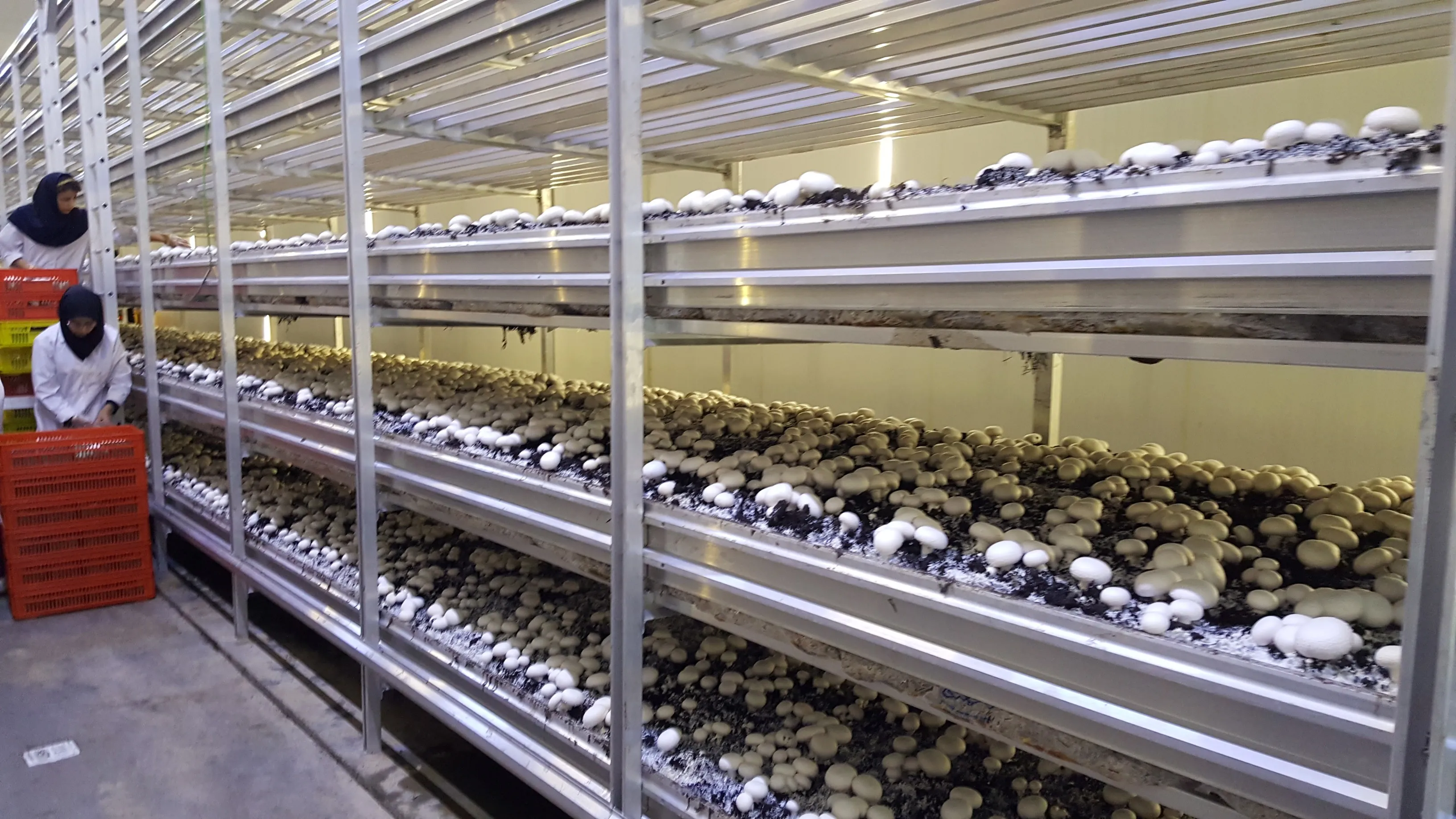 Multi-tier shelving in Sadaf Mushroom — tall view